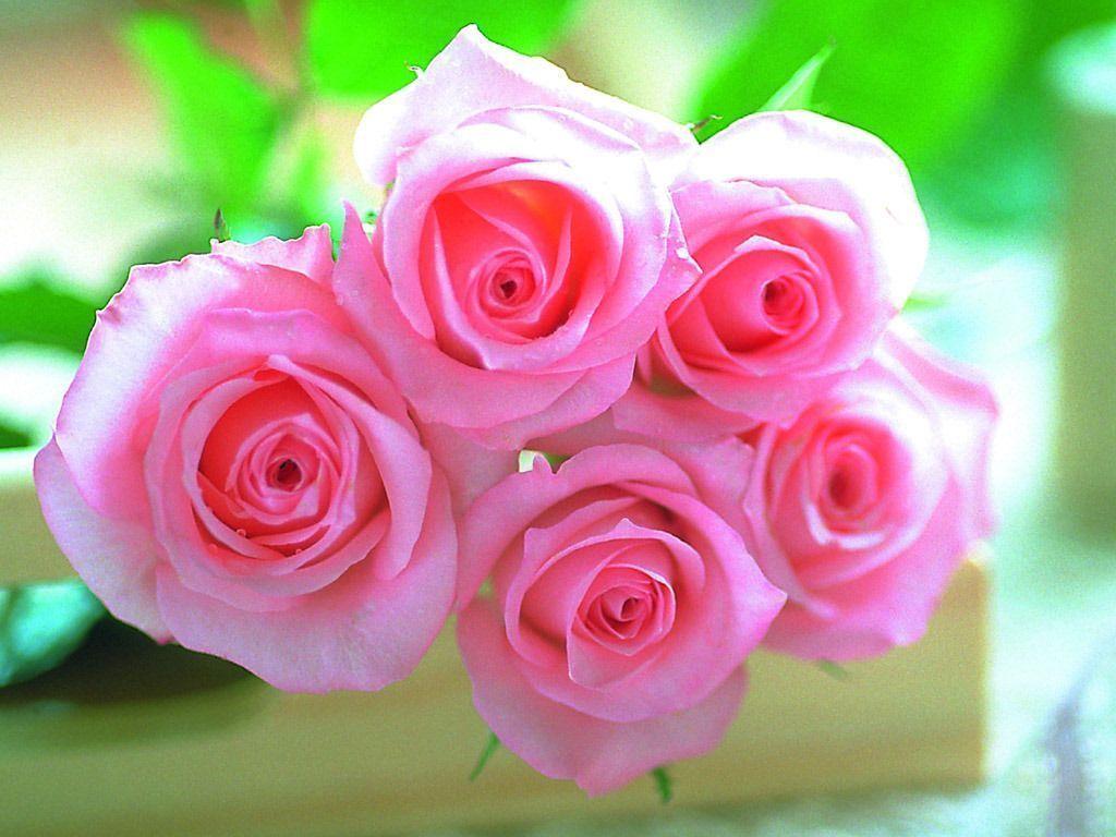 stunning HD Pink Rose