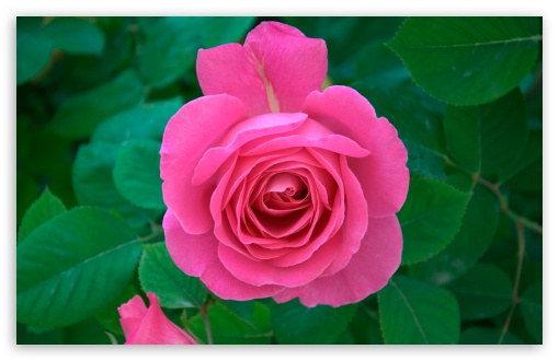 top HD Pink Rose