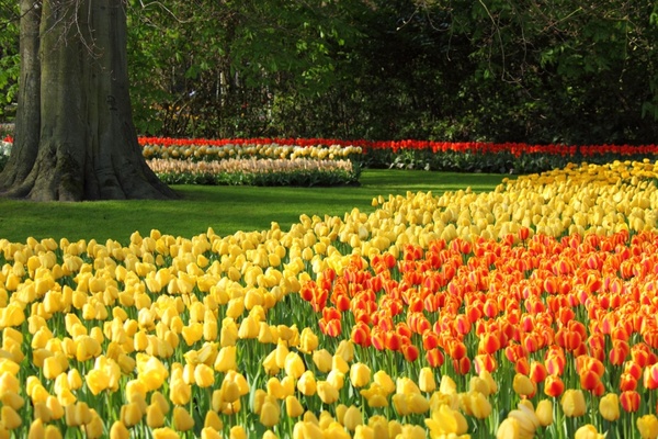 awesome nature Tulip Garden Images