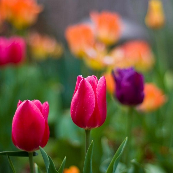 colorful hd Tulip Garden Images