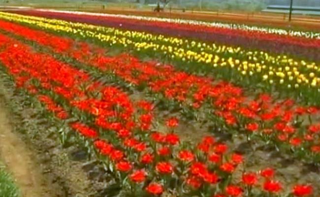 widescreen Tulip Garden Images