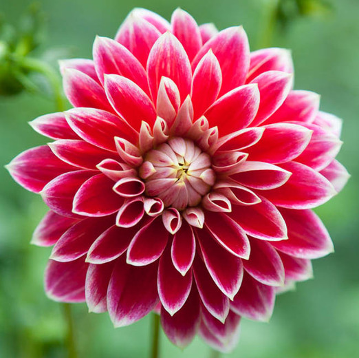 widescreen nature Dahlia Flower Images