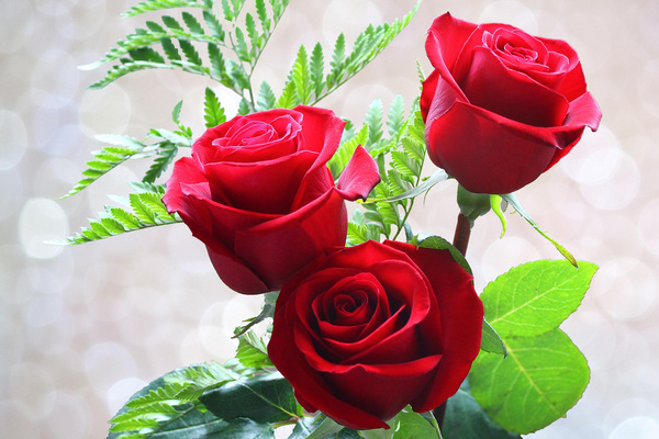 beautiful HD Red Roses