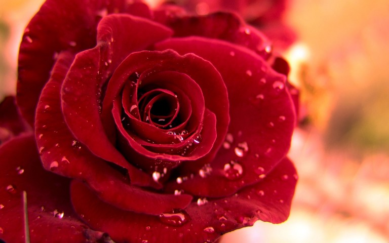 cool hd HD Red Roses