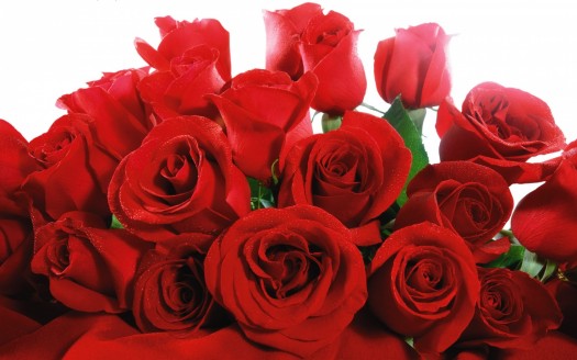 free HD Red Roses