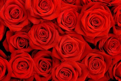 full red roses image