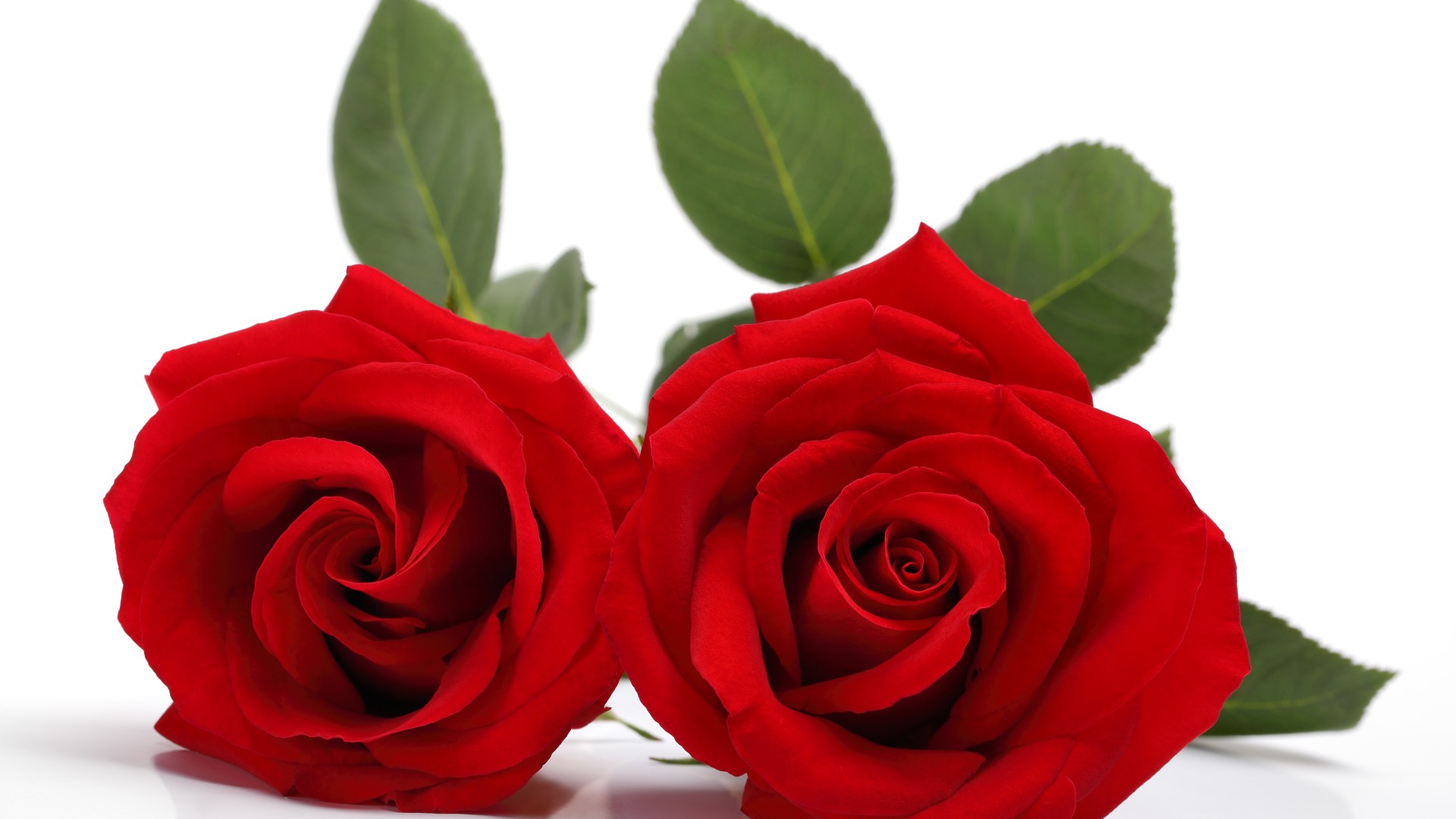 widescreen HD Red Roses