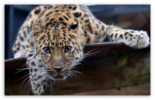 beautiful HD Leopard Wallpaper