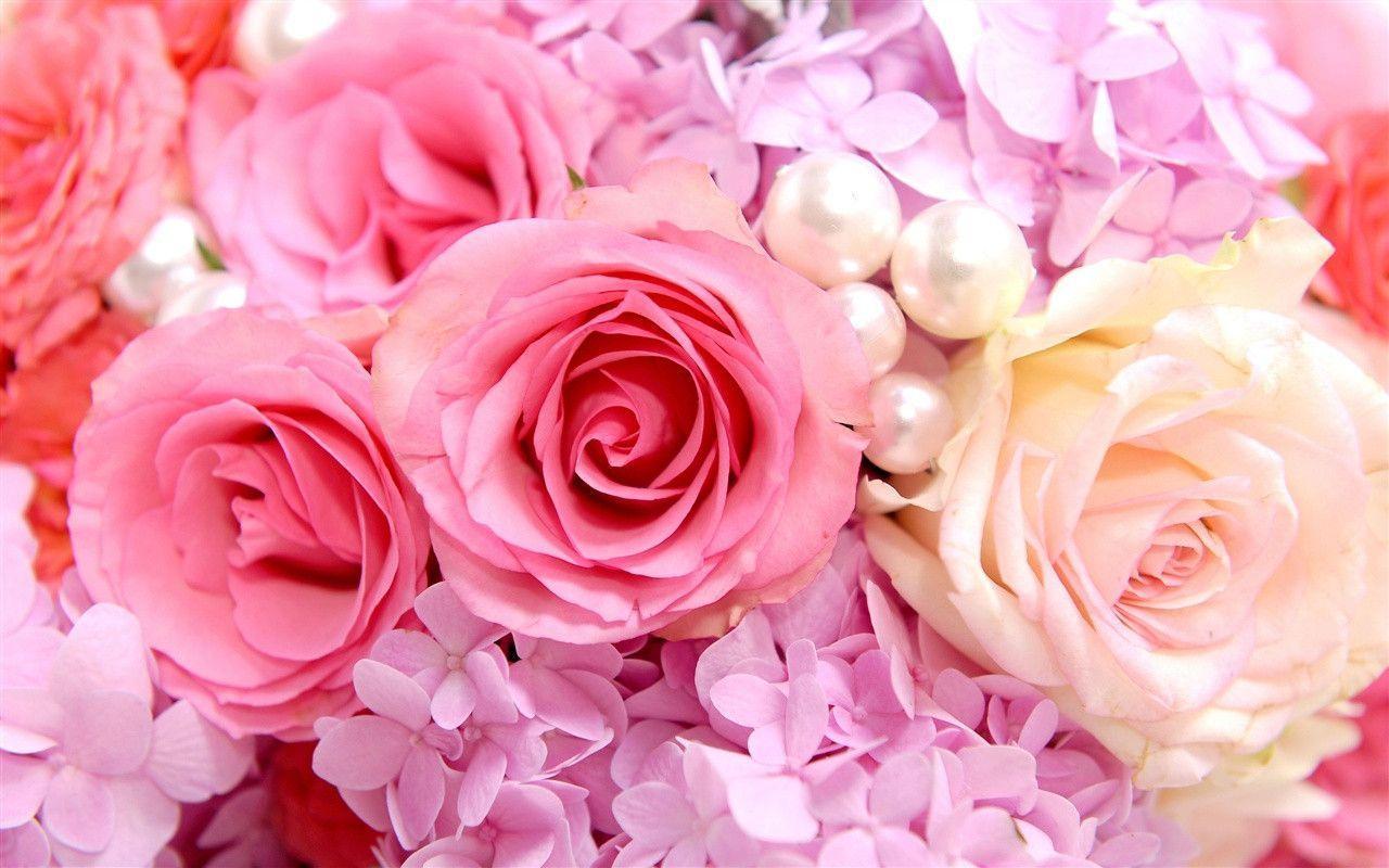 beautiful Pink Rose Background