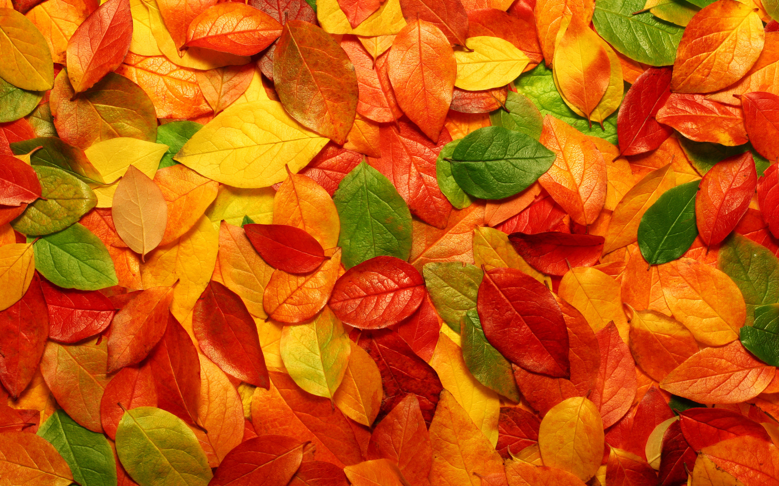 awesome natural Autumn Leaves Wallpaper