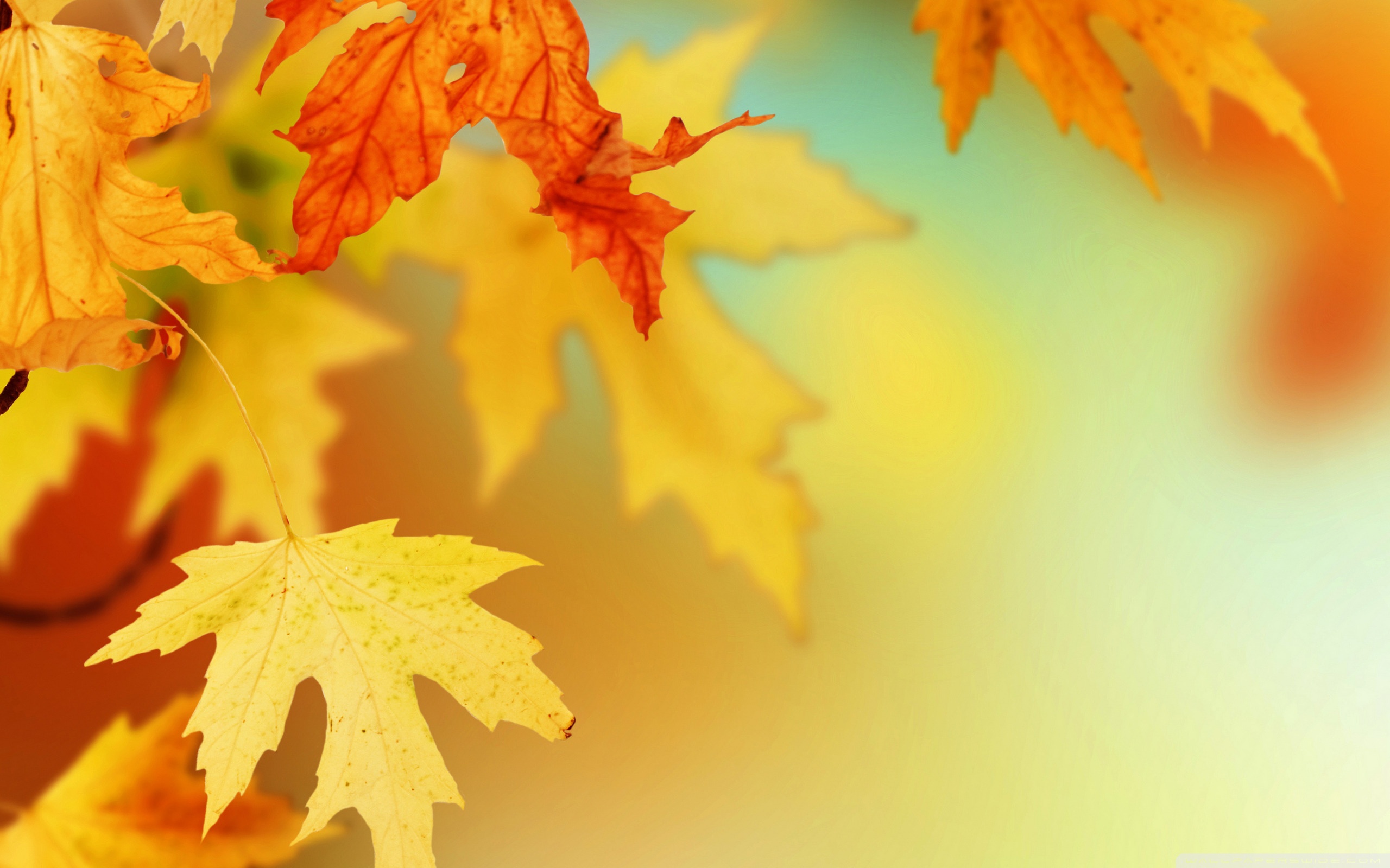 drop of water on Autumn Leaves Wallpaper