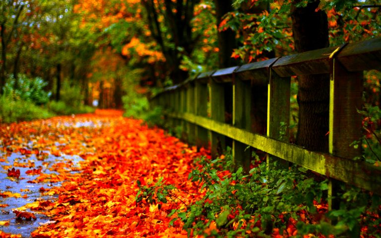 hd autumn nature image
