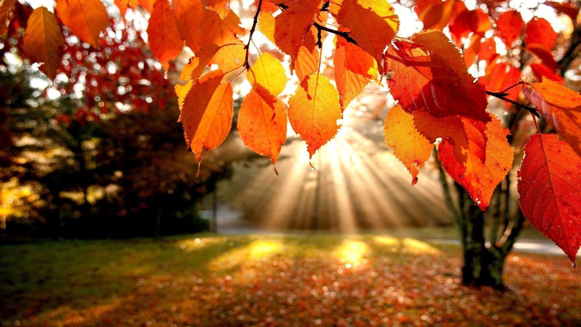 sundown natural Autumn Leaves Wallpaper