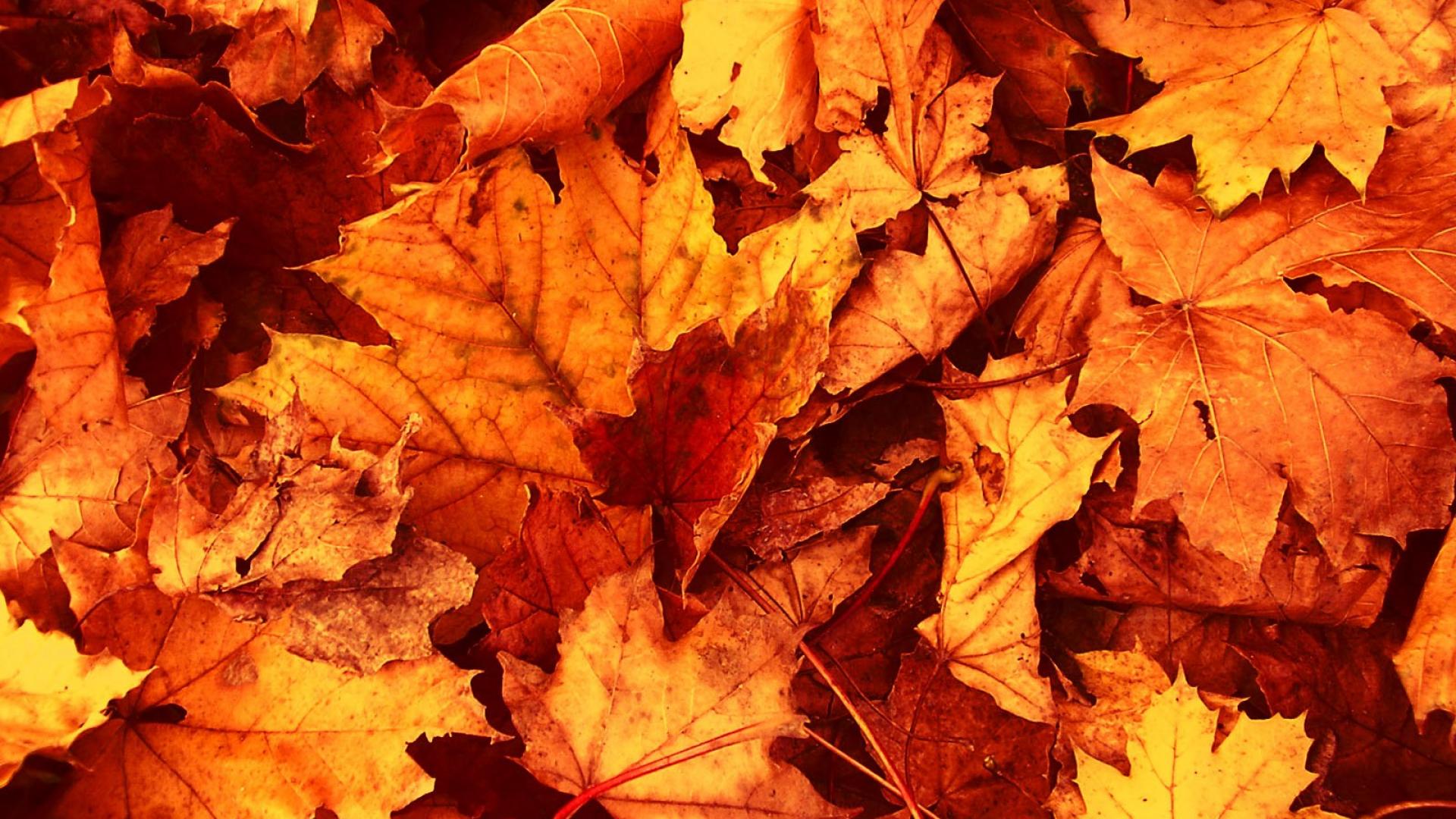 widescreen nature Autumn Leaves Wallpaper