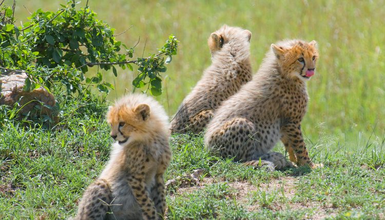 amazing Baby Cheetah Images