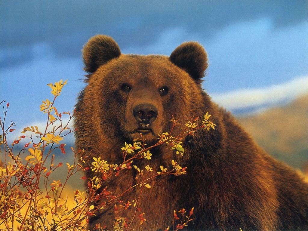 big Brown Bear Wallpaper hd