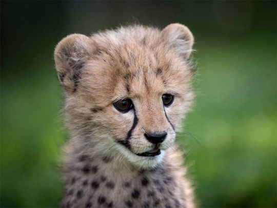 big puppy Baby Cheetah Images