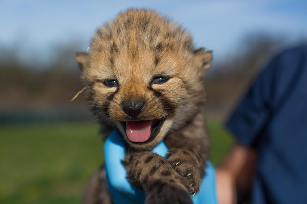 most popular Baby Cheetah Images