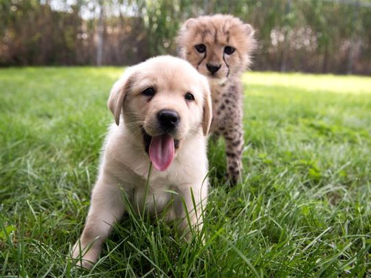 puppy with Baby Cheetah Images