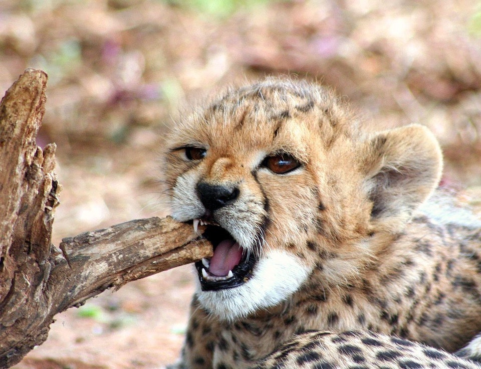 top hd Baby Cheetah Images