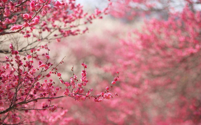 pink flower Spring Backgrounds