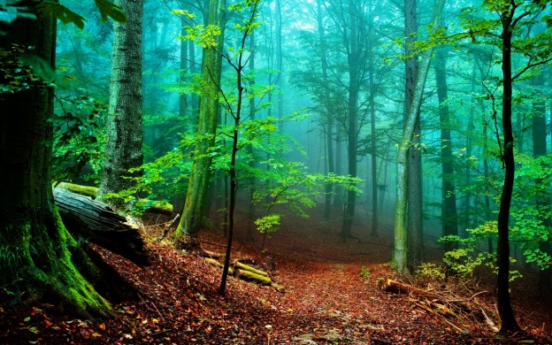 forest HD Nature Background
