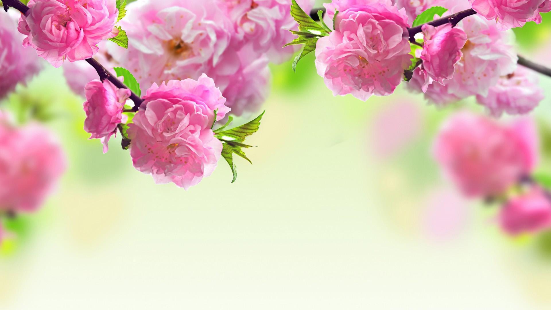 pink rose Spring Wallpaper HD