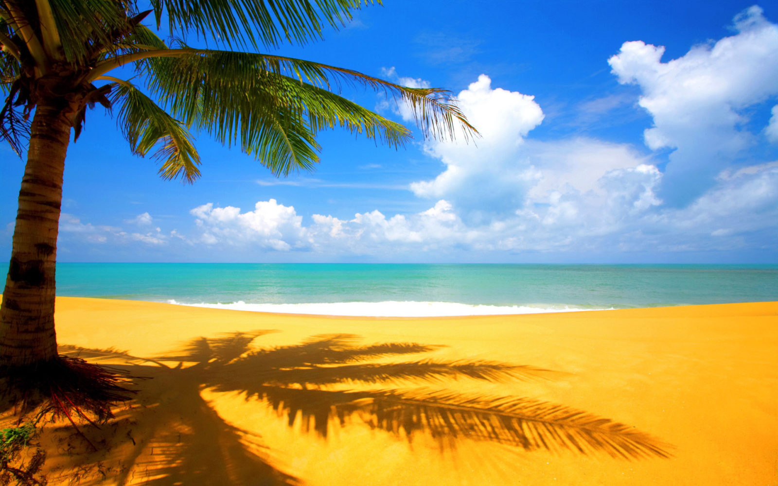 palm natural Beach Background