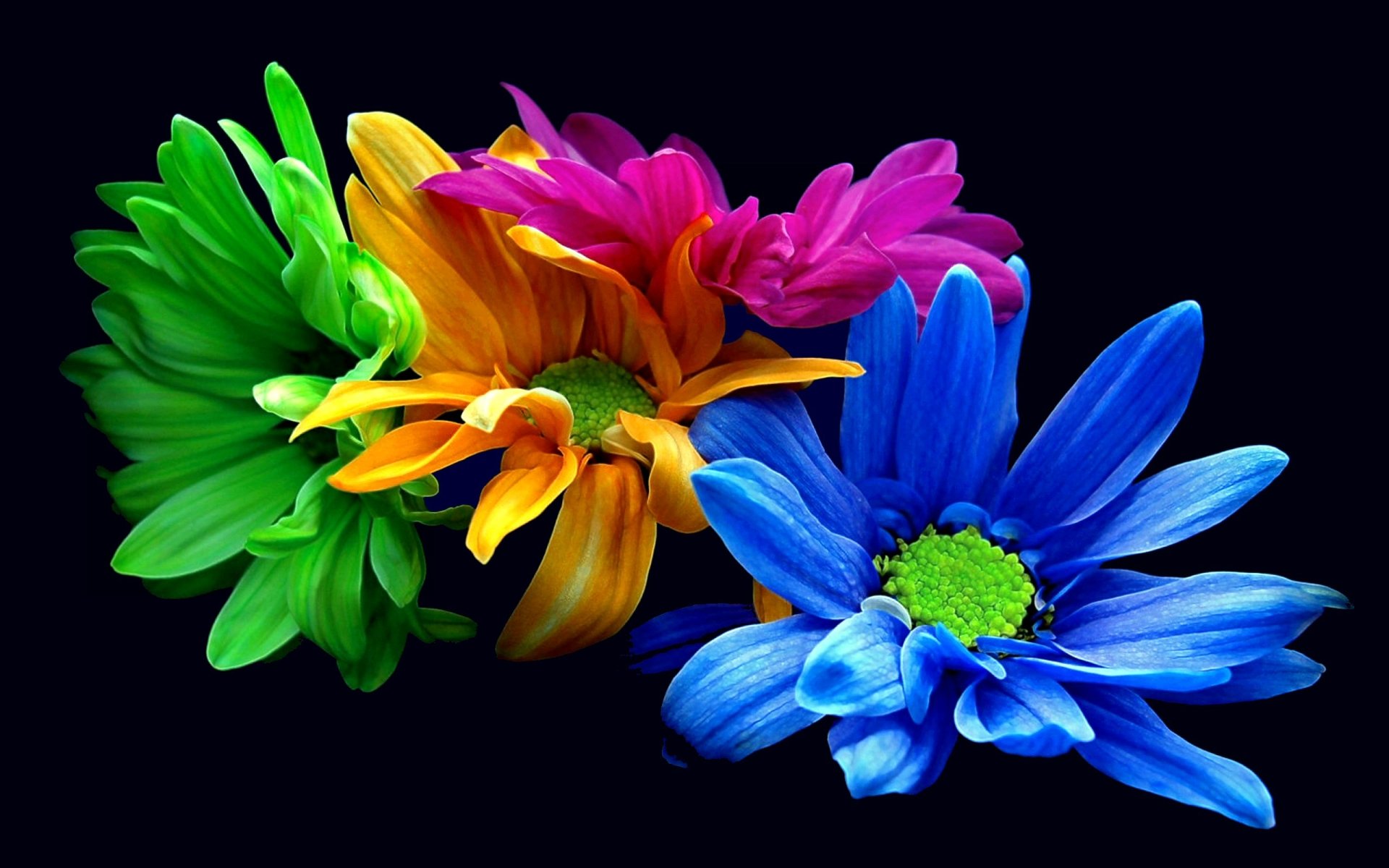 colorful HD Flower Images