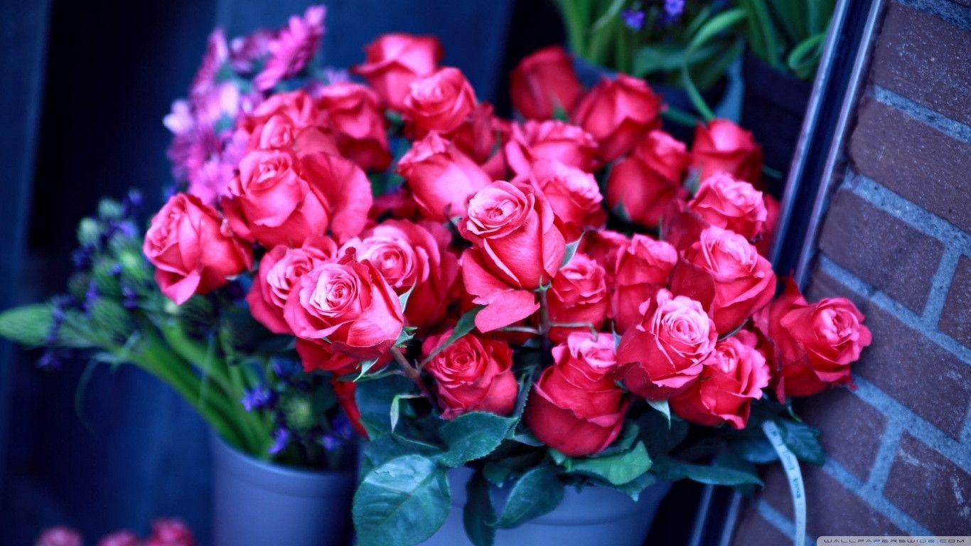 red roses Full HD Wallpaper Download
