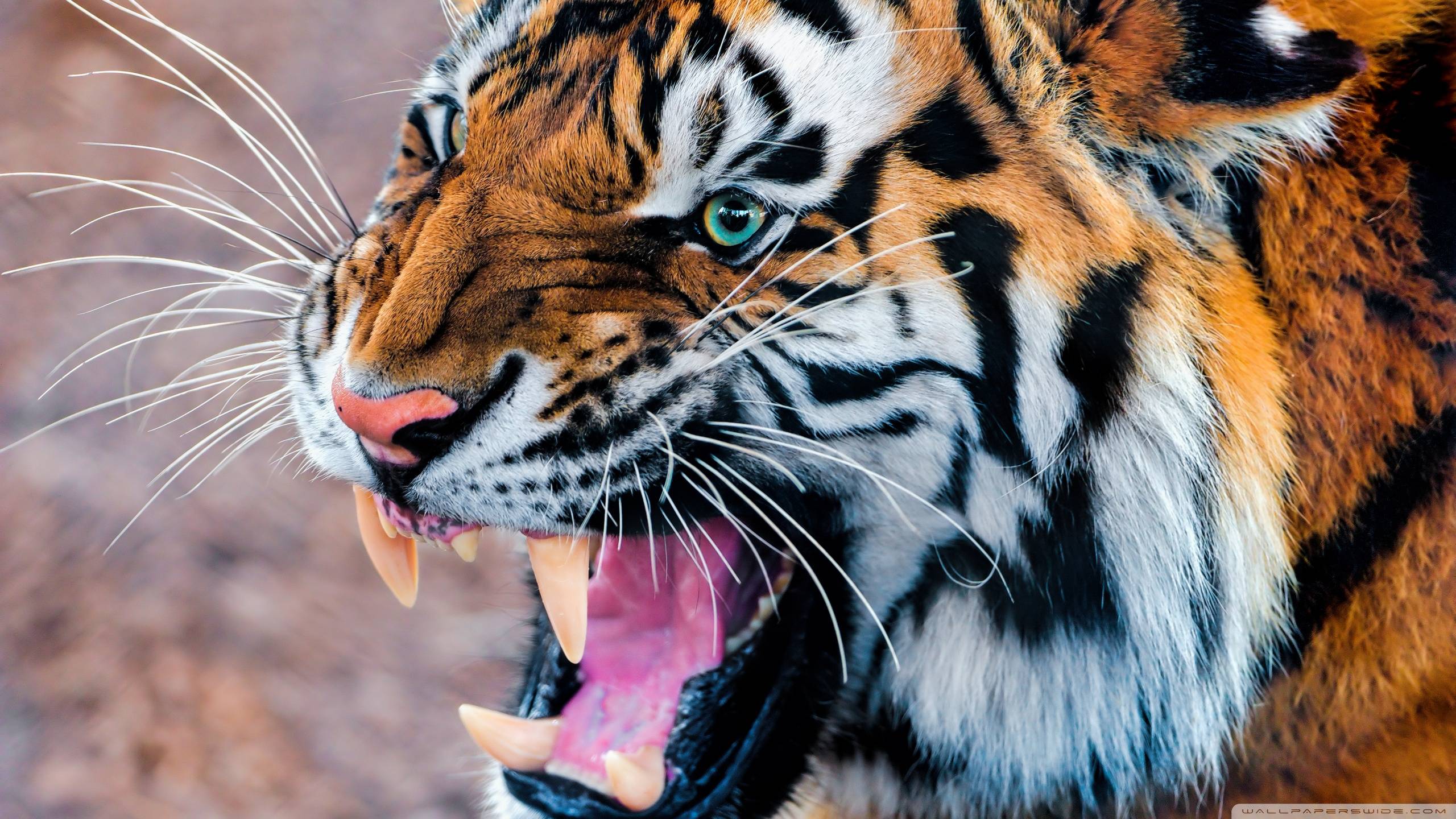 animal HD Tiger Wallpaper