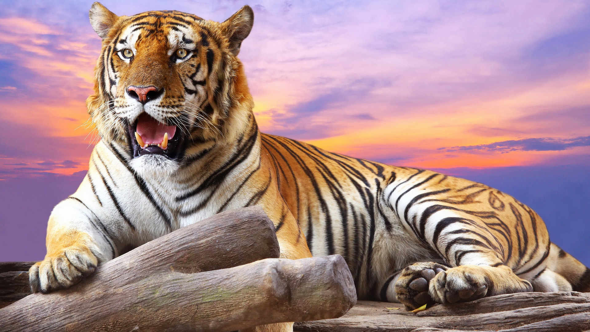awesome HD Tiger Wallpaper
