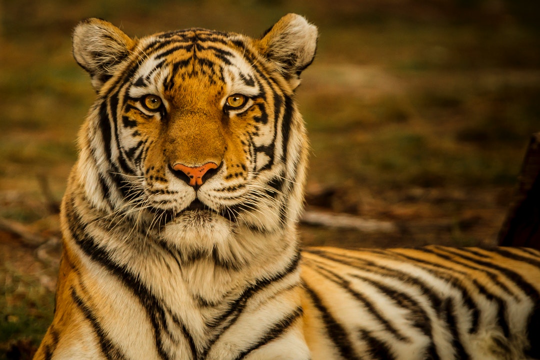 beautiful HD Tiger Wallpaper
