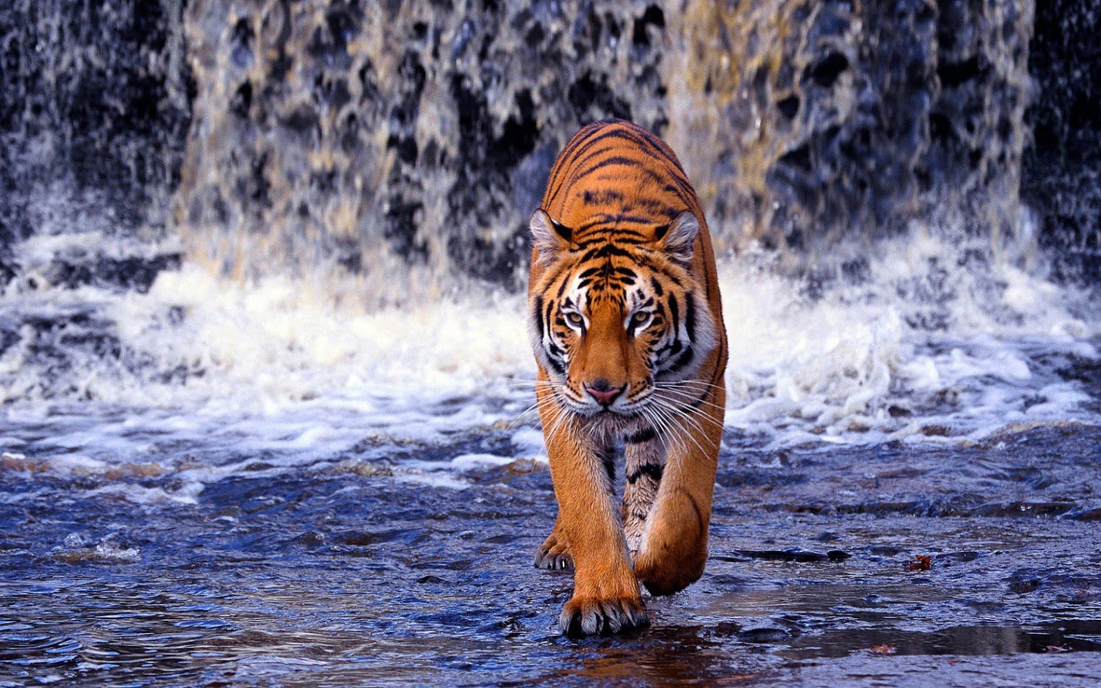 bengal HD Tiger Wallpaper