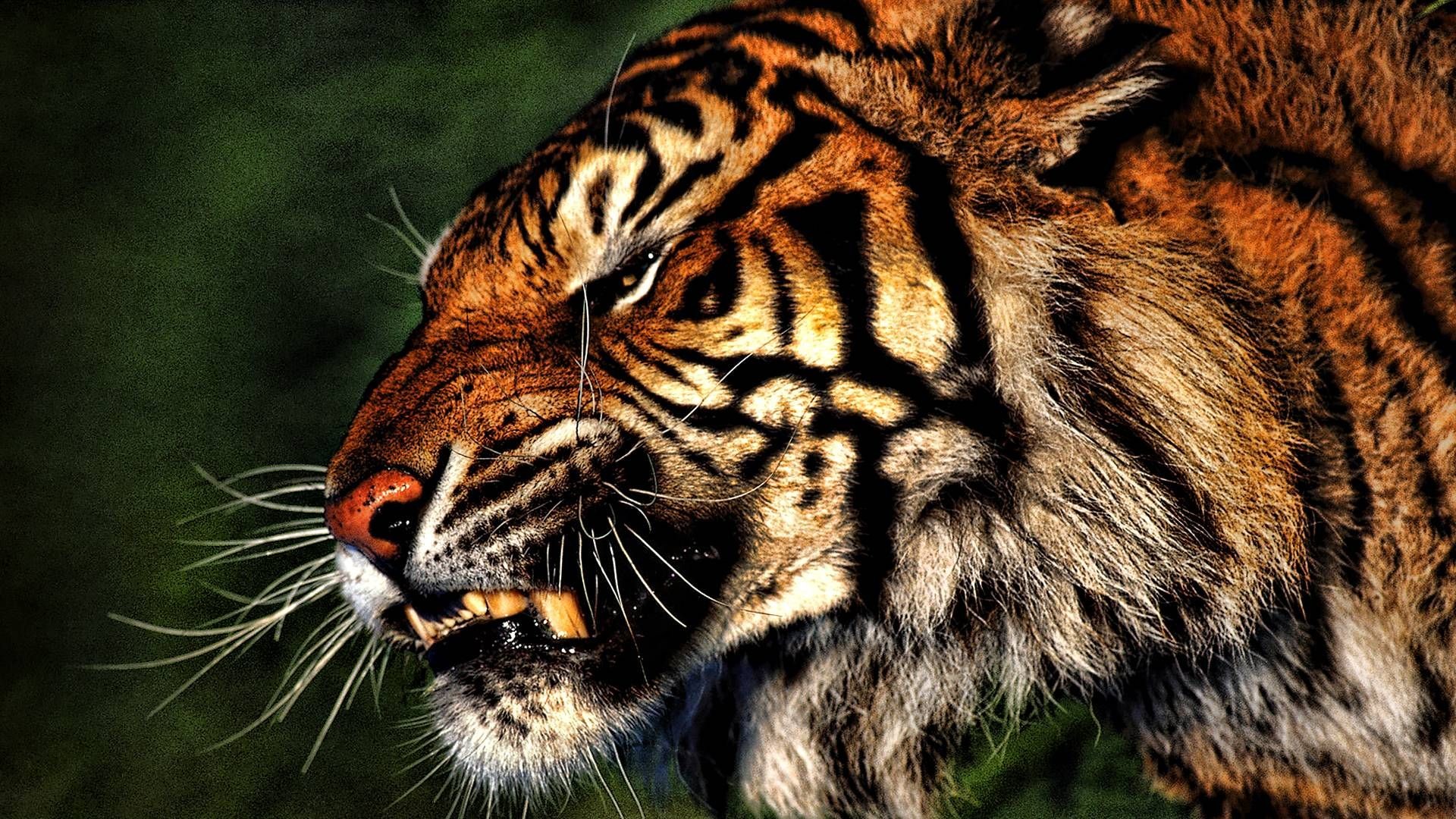 top HD Tiger Wallpaper