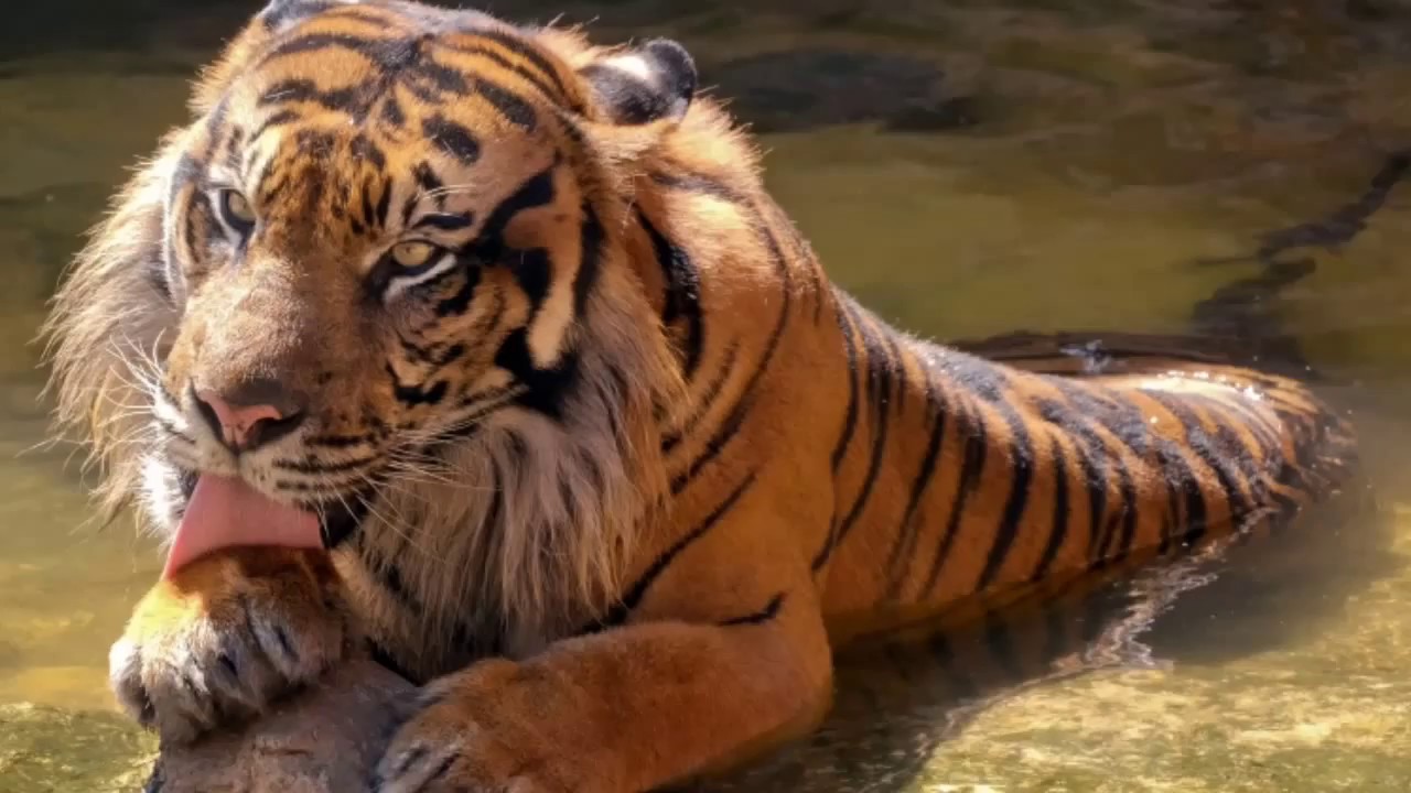 wonderful HD Tiger Wallpaper