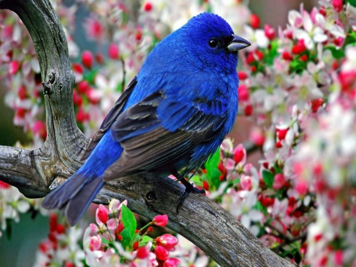 blue lovely Birds Wallpaper