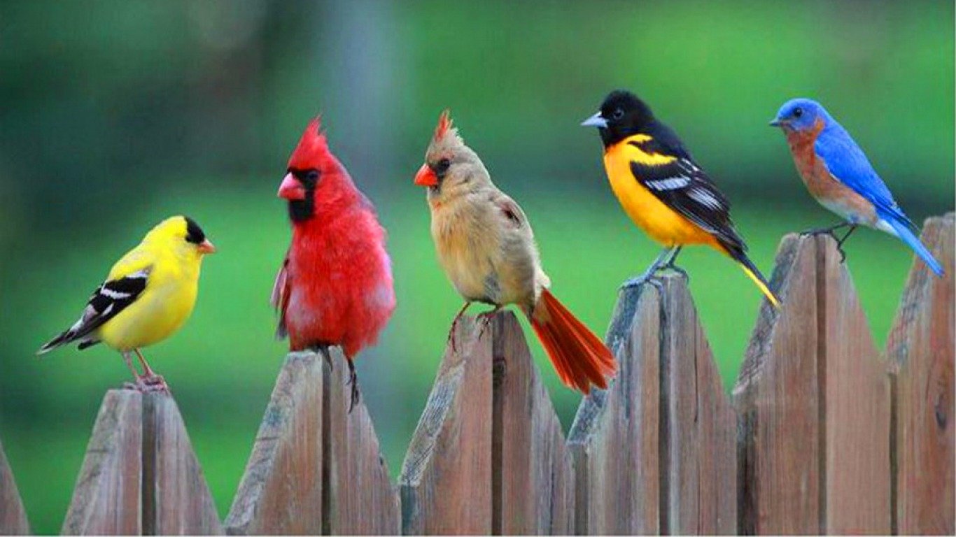 colored hd Birds Wallpaper