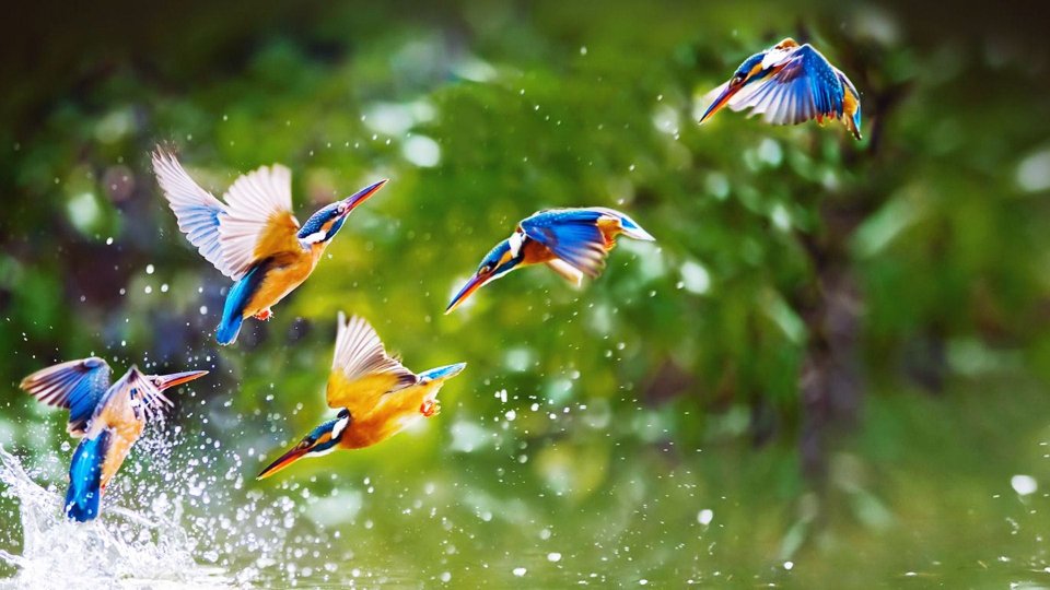 colorful Birds Wallpaper