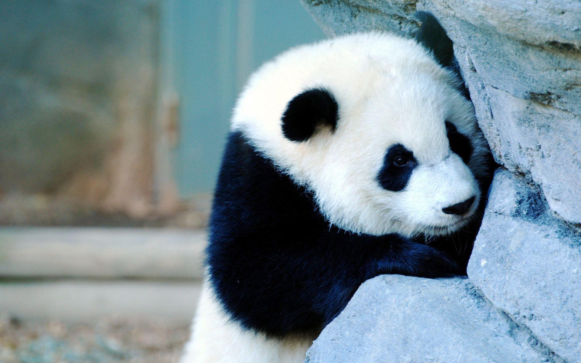 awesome HD Panda Wallpapers