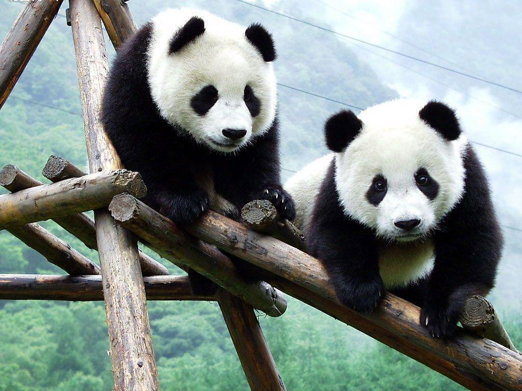 baby HD Panda Wallpapers