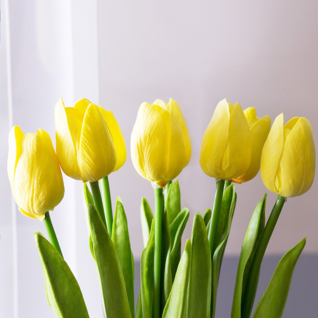 beautiful Yellow Tulip Flower image