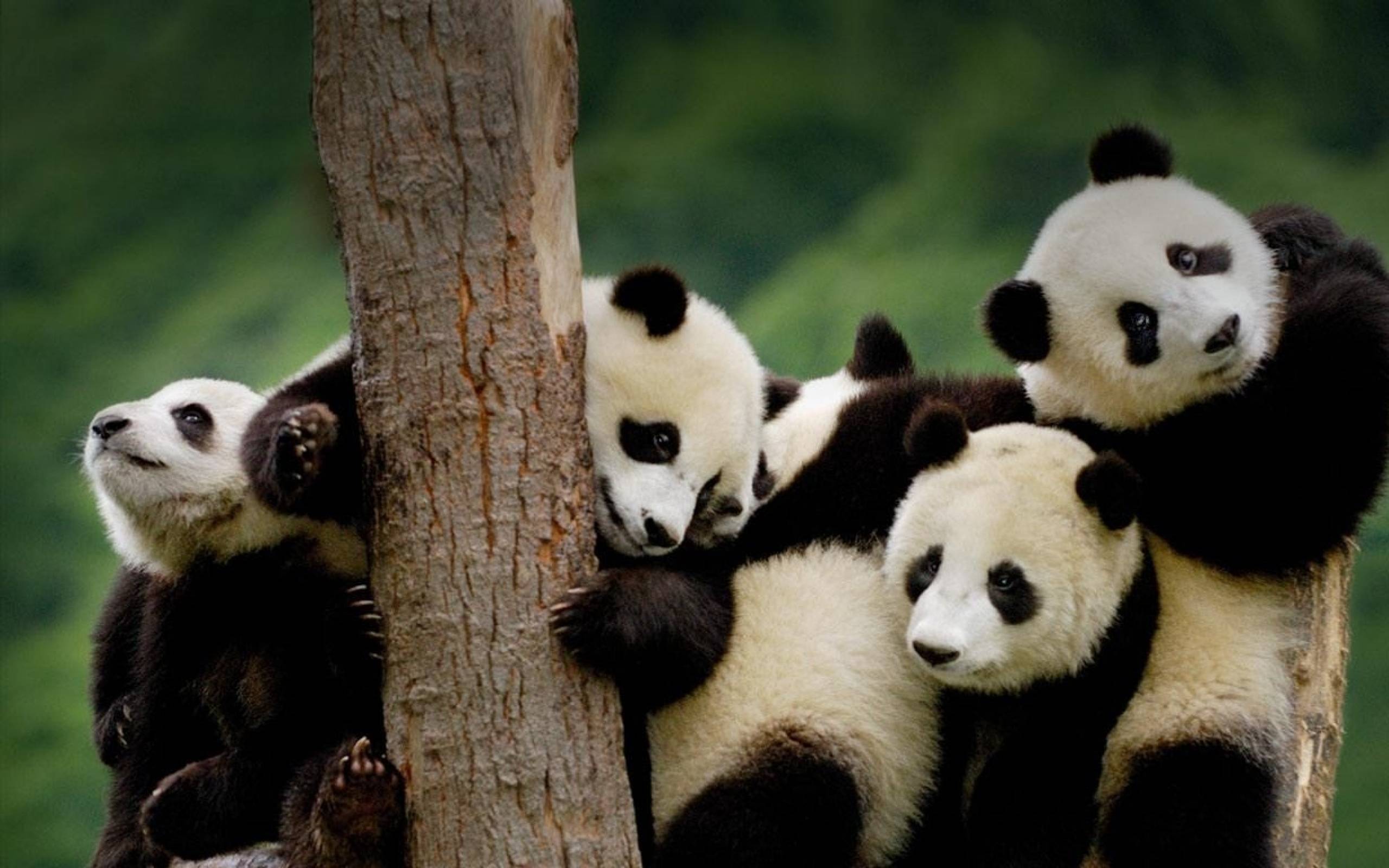 best collection of HD Panda Wallpapers