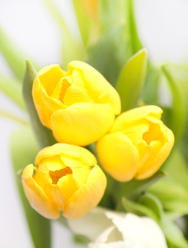 colorful Yellow Tulip Flower