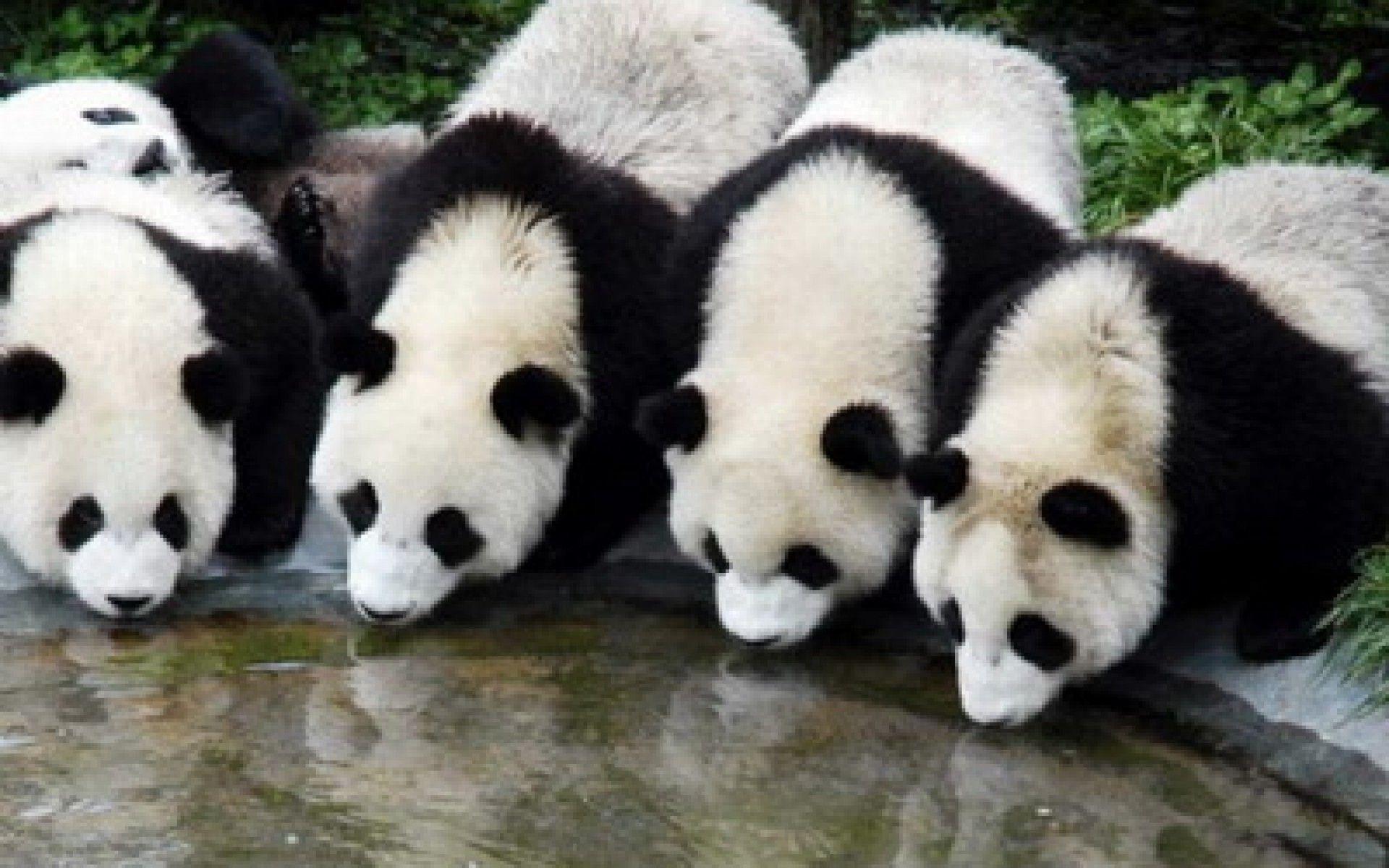 four HD Panda Wallpapers