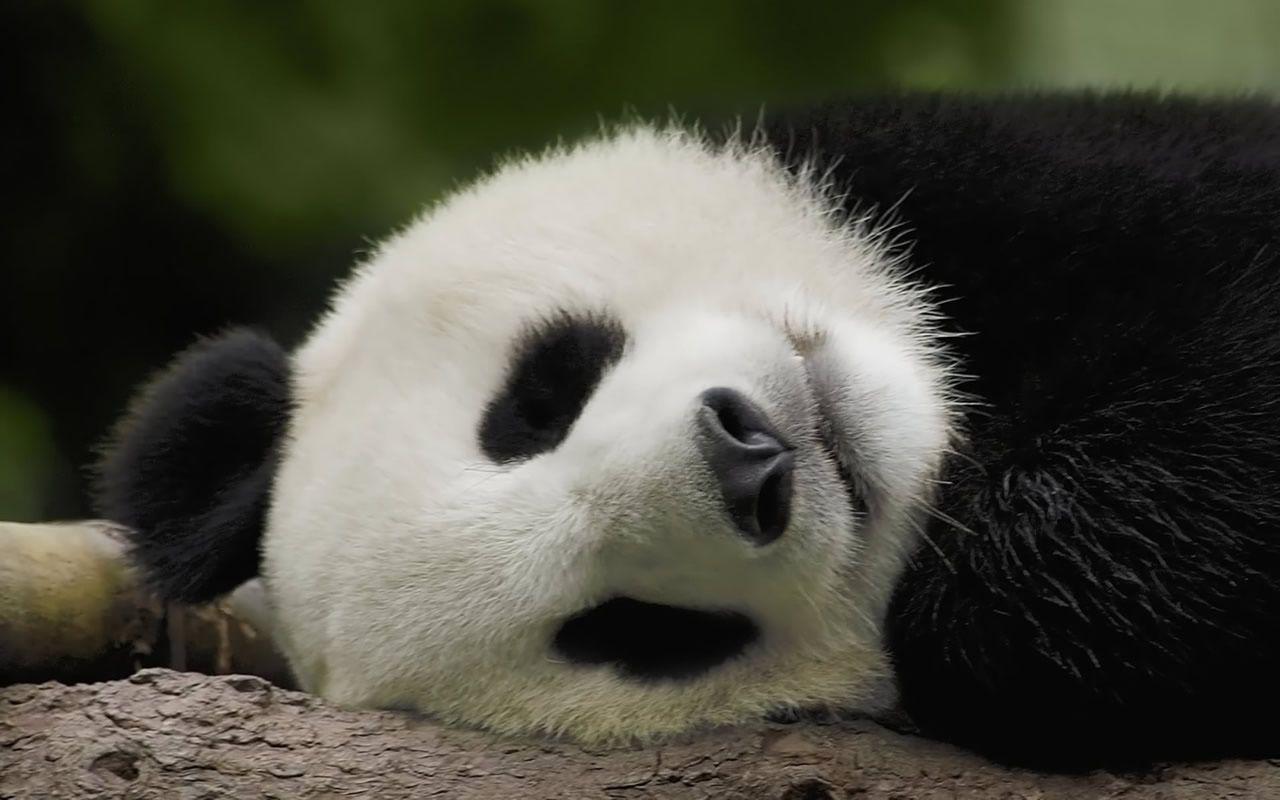 sleeping HD Panda Wallpapers
