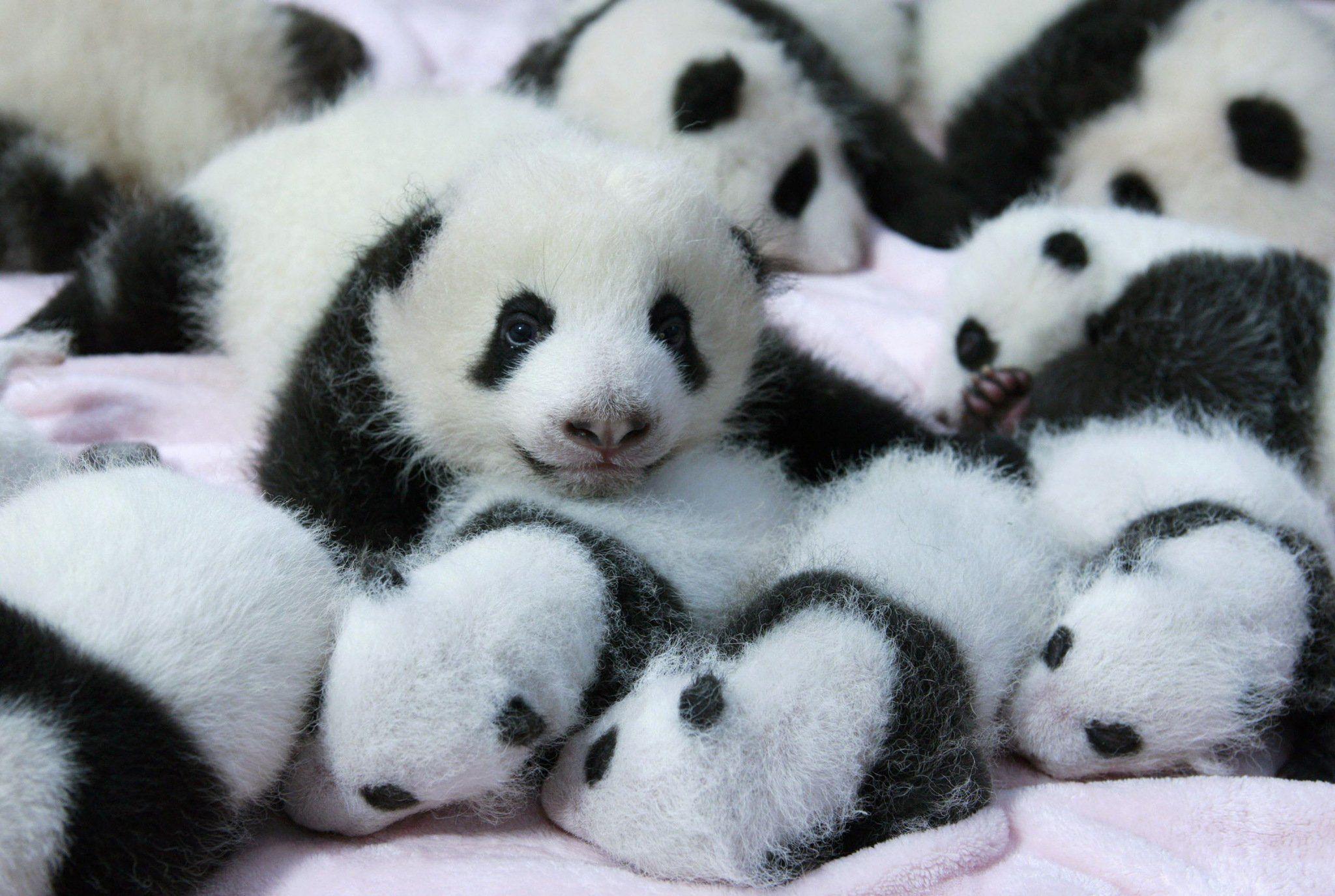 so cute HD Panda Wallpapers