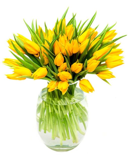 yellow tulips for the home or office