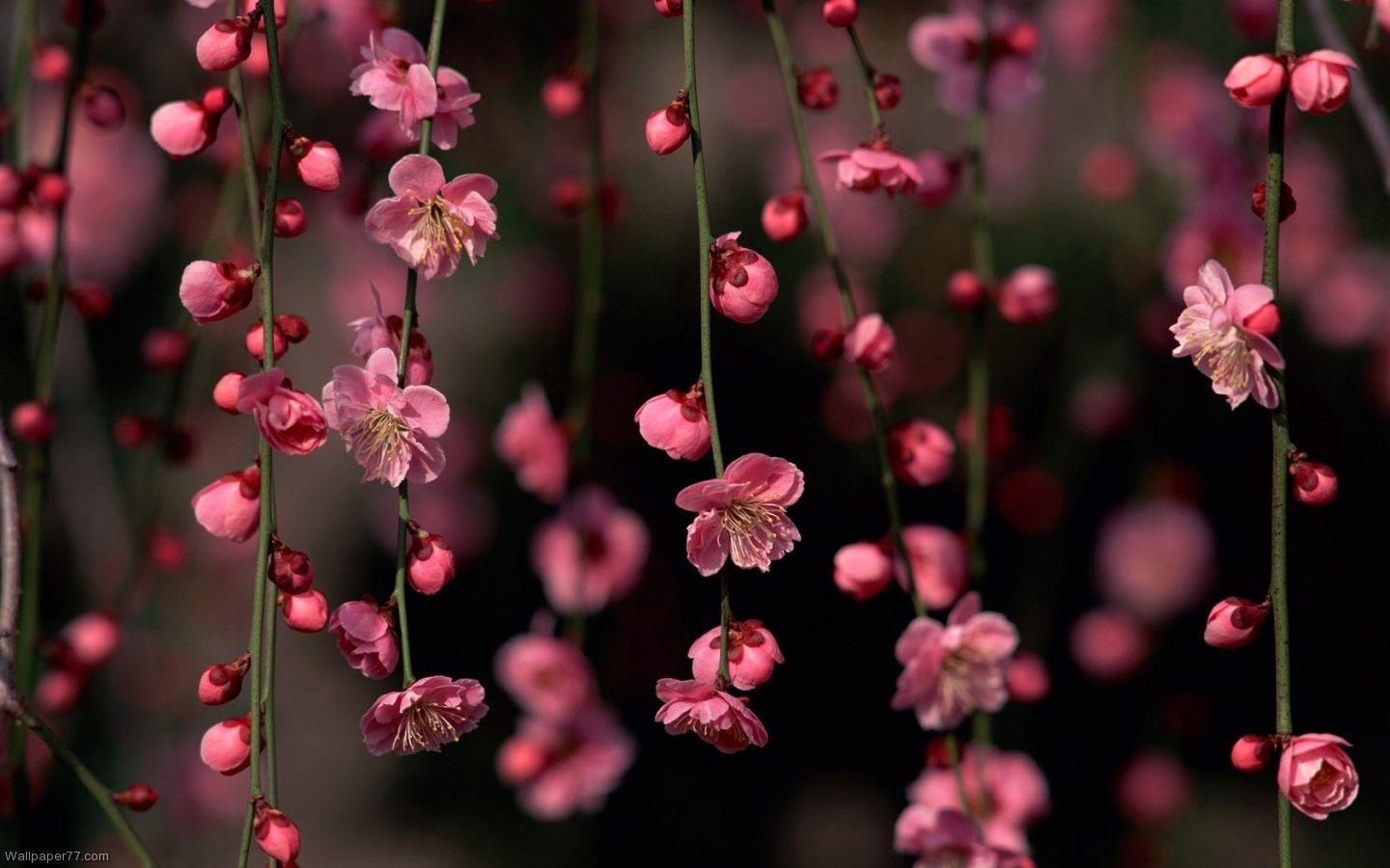 beautiful flower HD Floral Wallpapers