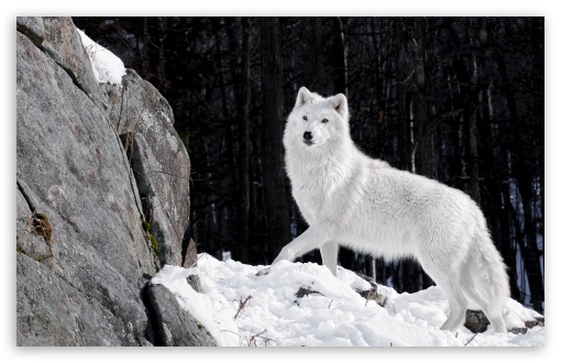 awesome White Wolf Wallpaper